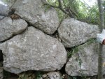 cocciap3